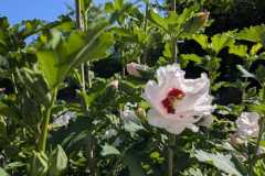 WhatsApp-Image-2025-07-13-a-22.21.13_a7c18dde